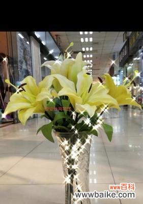 花开寓意 木本百合的寓意