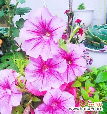 用牵牛花向心上人表达爱意 牵牛花的花语——深情表白的代表