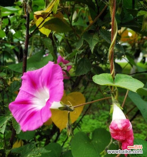 探寻牵牛花的深层涵义与象征意义 牵牛花的花语与寓意