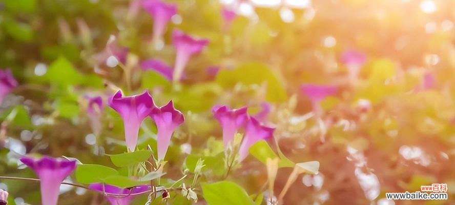 探寻牵牛花的深层涵义与象征意义 牵牛花的花语与寓意