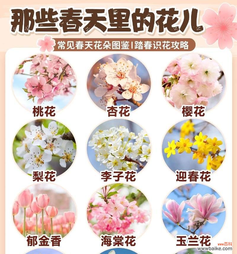 探索榆树的神秘之美 榆树的花语与传说