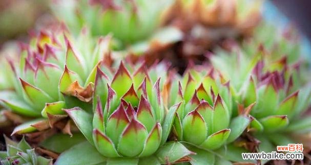 多肉植物的繁荣生长和祥瑞寓意 寓意吉祥的多肉植物——带给你好运与幸福
