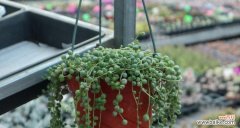 多肉植物的繁荣生长和祥瑞寓意 寓意吉祥的多肉植物——带给你好运与幸福