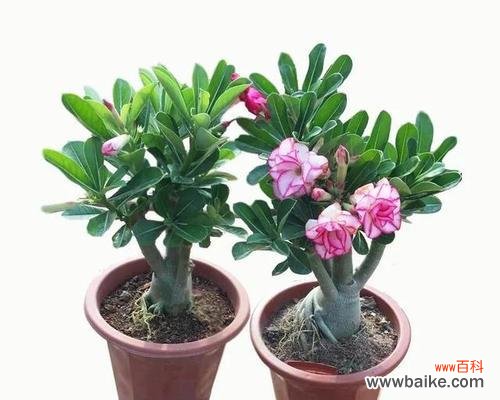 多肉植物的繁荣生长和祥瑞寓意 寓意吉祥的多肉植物——带给你好运与幸福