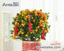 探索自然之美 寓意美好的盆景树品种与养护指南