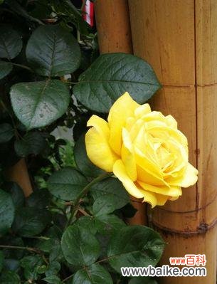 用月季花传递心意 月季花的花语