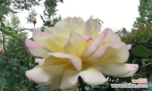 揭示不同颜色月季花的情感寓意 月季花的花语之彩色缤纷