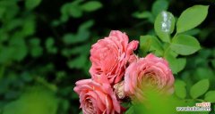 探索月季花所代表的情感 月季花的象征意义及文化内涵