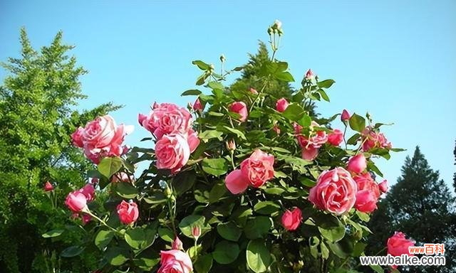 探索月季花所代表的情感 月季花的象征意义及文化内涵