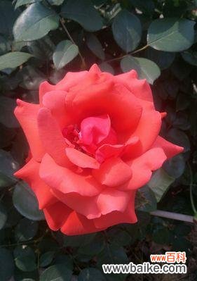 赏花之旅 月季花开,芳香醉人