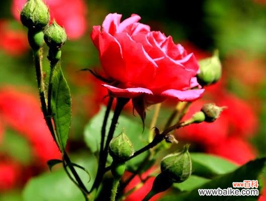 赏花之旅 月季花开,芳香醉人