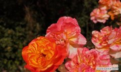 探索月季的花语和神秘传说 月季花