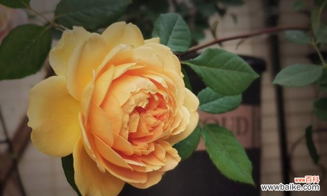 探索春季的魅力与奥秘 月季春化