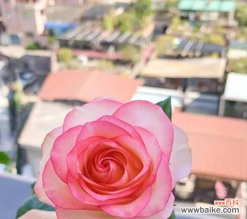 探索春季的魅力与奥秘 月季春化