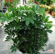 招财树花语的寓意及其“繁荣” 招财树花语