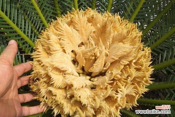 探索铁树开花的奥秘及其象征意义 铁树开花，寓意生生不息