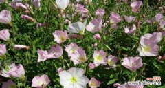 探索月见草的神秘之美 月见草的花语和传说