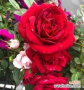 探索月季花的花语及其隐藏的意义 月季花语