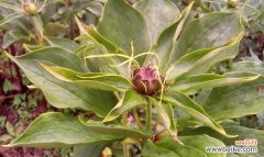 一朵花 重楼花语之美——深情如重楼