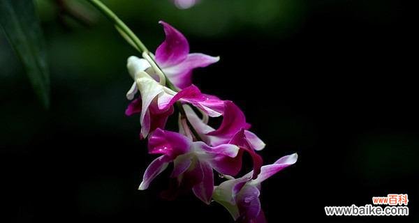 传递爱意与美丽的花朵——肿节石斛 肿节石斛花语与含义