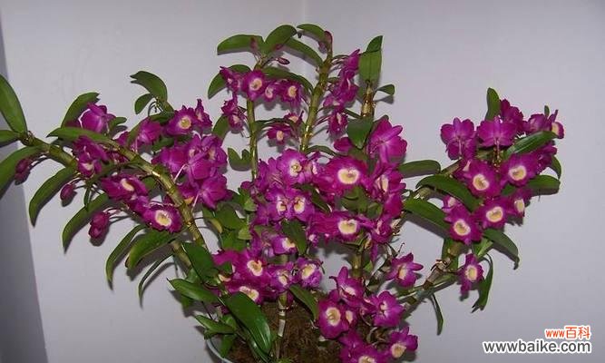 传递爱意与美丽的花朵——肿节石斛 肿节石斛花语与含义