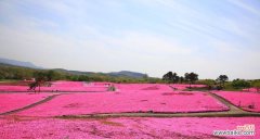 探寻芝樱的花语及名称的由来 芝樱