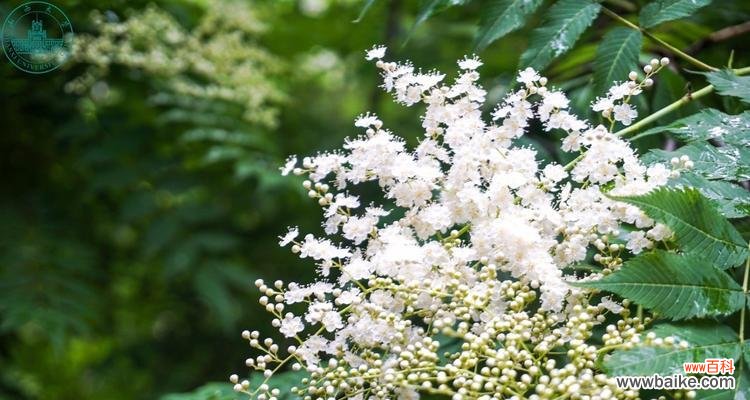 探寻珍珠梅花语的深层内涵 珍珠梅花语大揭秘