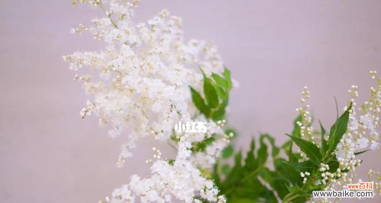 探寻珍珠梅花语的深层内涵 珍珠梅花语大揭秘