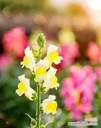 探索友谊的五种象征花卉及其寓意 五种代表友谊的花