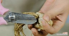 揭秘植物繁殖中的扦插与压条技术 繁殖植物的神奇力量