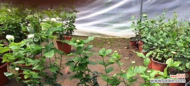 揭秘植物繁殖中的扦插与压条技术 繁殖植物的神奇力量