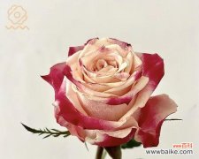 美丽而短暂的生命之花 解读以切花玫瑰的意义