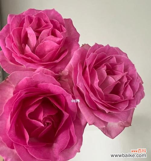 美丽而短暂的生命之花 解读以切花玫瑰的意义