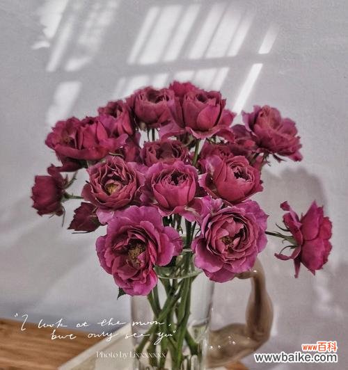 美丽而短暂的生命之花 解读以切花玫瑰的意义