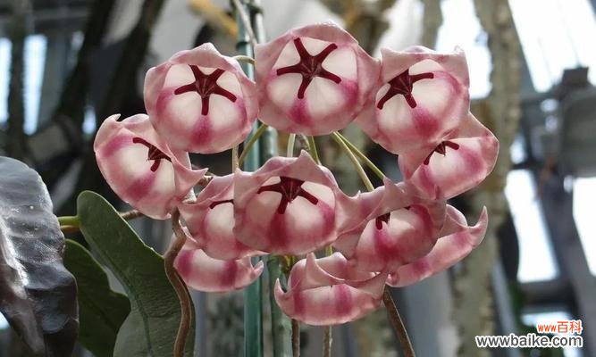 探寻球兰花的美丽与内涵 球兰花的象征与意义