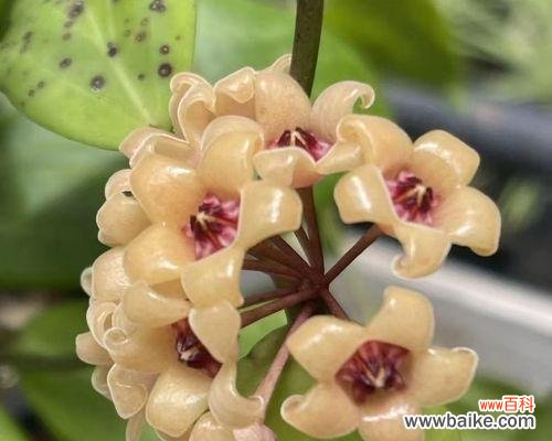 探寻球兰花的美丽与内涵 球兰花的象征与意义