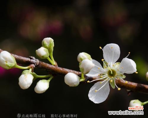 用青梅花的花语 青梅花的花语-寄托青春与希望