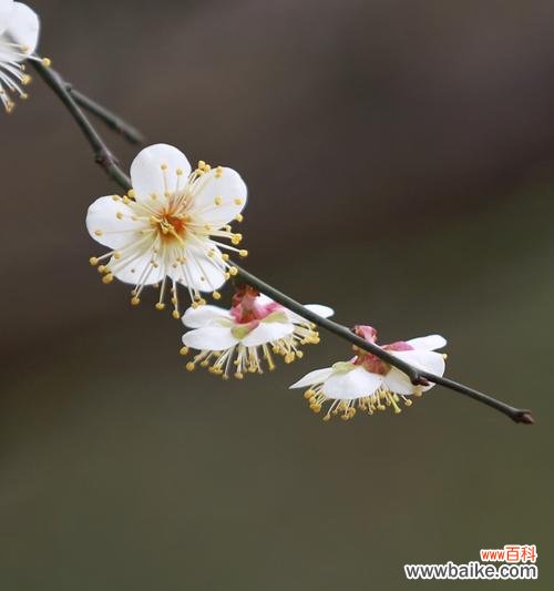 用青梅花的花语 青梅花的花语-寄托青春与希望