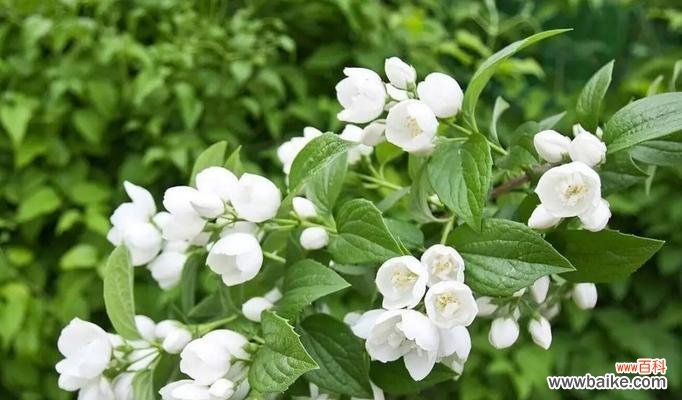 探寻芹叶牡丹的花语与魅力 芹叶牡丹——生命的坚韧与美丽