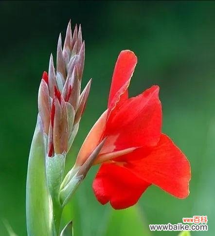 探寻芹叶牡丹的花语与魅力 芹叶牡丹——生命的坚韧与美丽