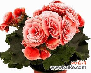 诠释“奋发向前”的花卉之美 球根海棠花语