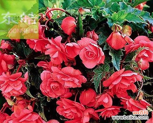 诠释“奋发向前”的花卉之美 球根海棠花语