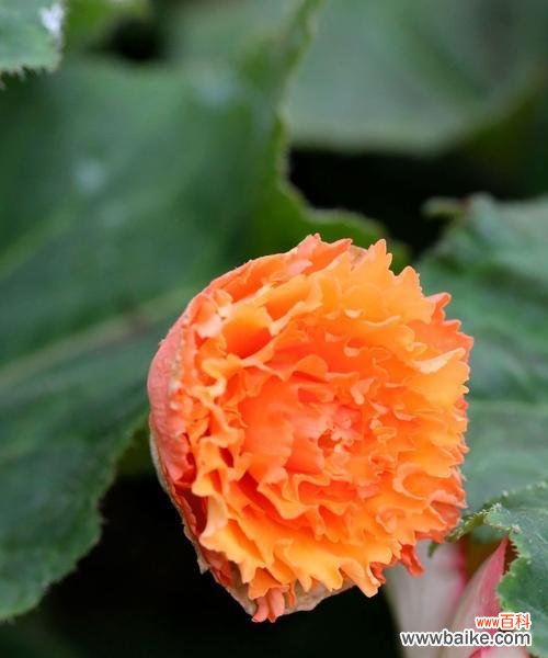 诠释“奋发向前”的花卉之美 球根海棠花语