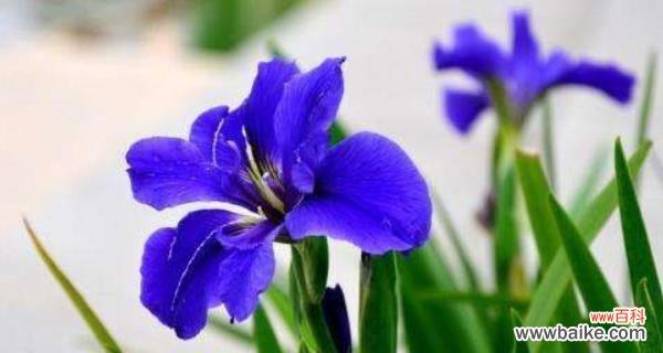 探寻全球花语 花开花落,花语无边