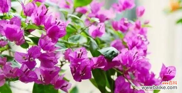 打造美丽花坛的必备技巧 三角梅的养殖方法和花语注意事项