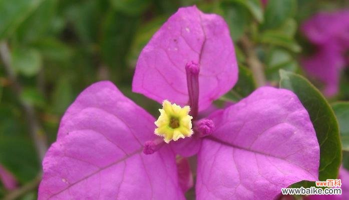 打造美丽花坛的必备技巧 三角梅的养殖方法和花语注意事项