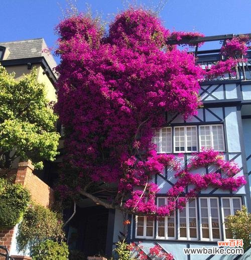 传递爱与希望的三角梅花 三角梅的寓意与象征意义