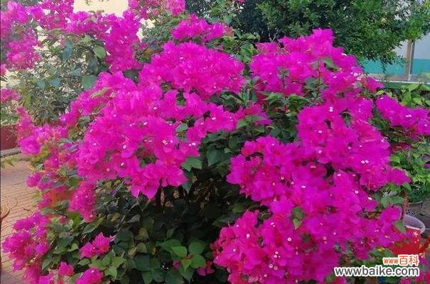 传递爱与希望的三角梅花 三角梅的寓意与象征意义