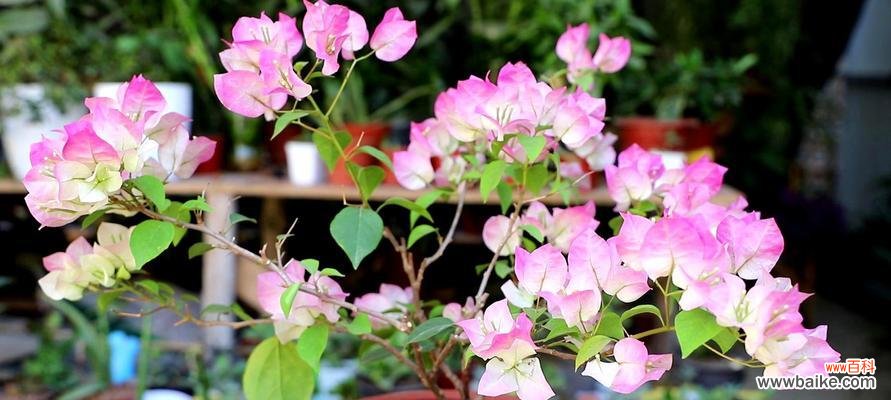 传递爱与希望的三角梅花 三角梅的寓意与象征意义