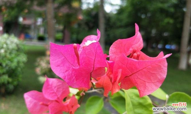 美丽的三角梅花开启生命的寓意 三角梅的含义与花语